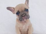 Exotic French Bulldog
