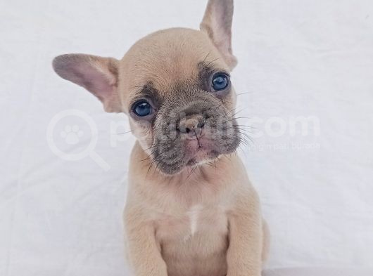 Exotic French Bulldog görsel
