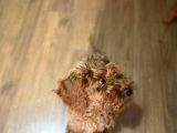 Kahverengi Dişi Minyatür Yavru Poodle