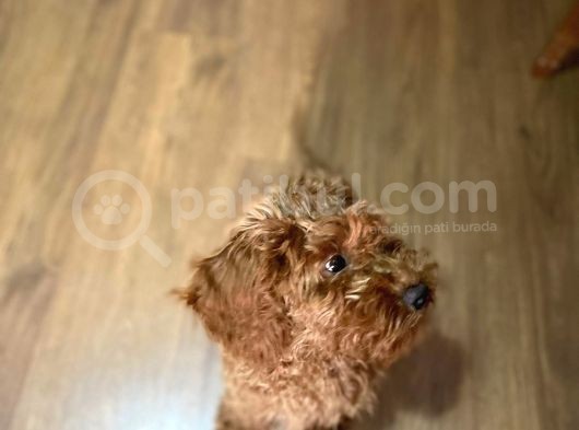 Kahverengi Dişi Minyatür Yavru Poodle görsel
