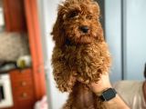 Kahverengi Dişi Minyatür Yavru Poodle