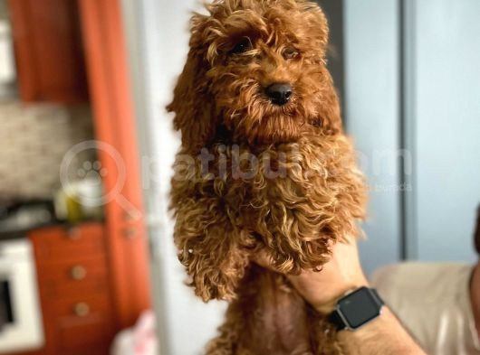 Kahverengi Dişi Minyatür Yavru Poodle