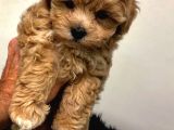 Maltipoo Orjinal Tüy Dökmez Gerçek Jenerasyon Her Renk