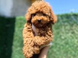 Red Toy Poodle Bebekler