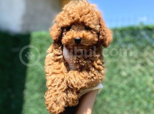 Red Toy Poodle Bebekler görsel