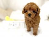 Safkan Toy Poodle Bebekler