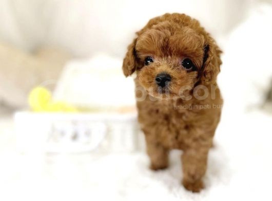 Safkan Toy Poodle Bebekler görsel