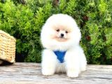 Süper Kali̇te Pomerani̇an Boo Yavrularimiz Gelmi̇şti̇r