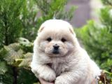 Baby Face Chow Chow Bebekler