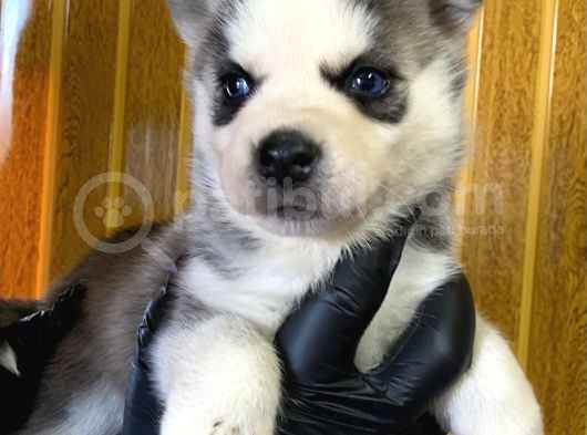 Burkem Den Husky Yavrularımız görsel