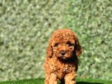 Irkinin En Güzel Toy Poodle Bebekleri̇