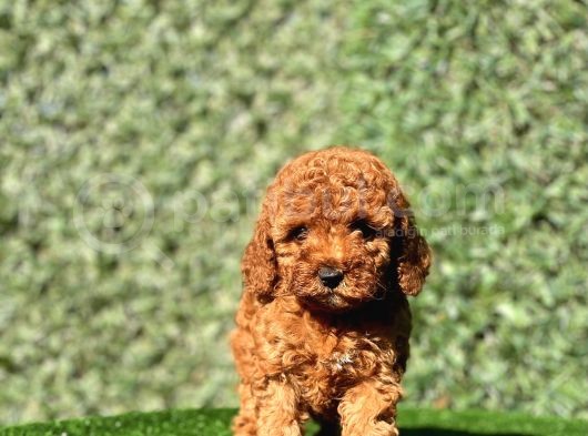 Irkinin En Güzel Toy Poodle Bebekleri̇ görsel
