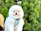 Ayıcık Surat Boo Pomeranian Yavrular