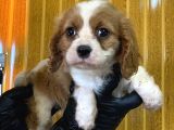 Burkem Den Cavalier King Charles Yavrularımız