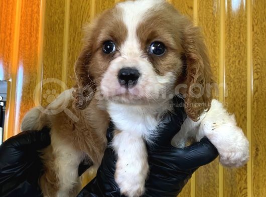 Burkem Den Cavalier King Charles Yavrularımız görsel