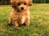 Maltipoo Orjinal Tüy Dökmez Gerçek Jenerasyon Her Renk