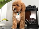 Medium Labradoodle Particolour Nadir Irk