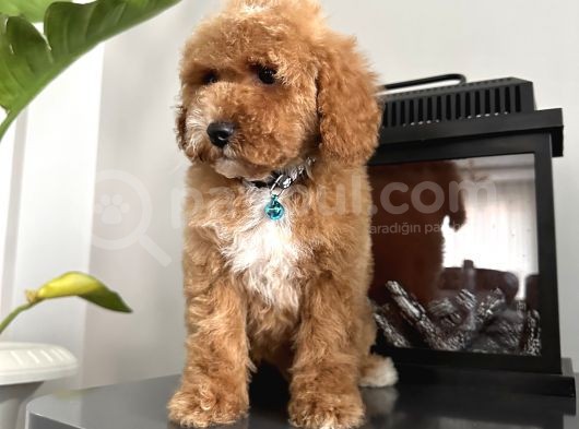 Medium Labradoodle Particolour Nadir Irk görsel
