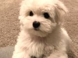 Malteseterrier Sıfır Numara Safkan Kore Orjinal Garantili