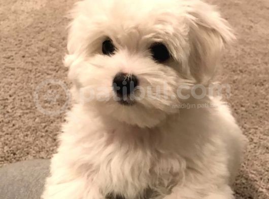 Malteseterrier Sıfır Numara Safkan Kore Orjinal Garantili görsel