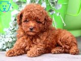 Toy Poodle Orjinal Redbrown Safkan Gerçek Garantili