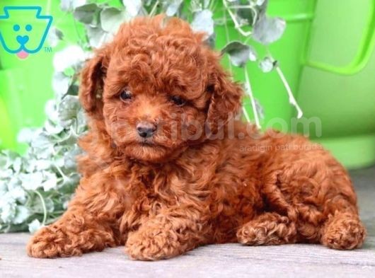 Toy Poodle Orjinal Redbrown Safkan Gerçek Garantili görsel