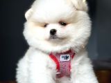 Teddy Bear Optik Beyaz Pomeranian Boo