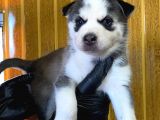 Burkem Den Husky Yavrularımız