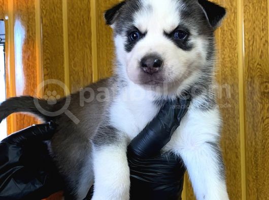 Burkem Den Husky Yavrularımız görsel