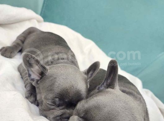 Blue Gri Mavi Gözlü Füme Safkan Gerçek Fransızbulldog Orjinal görsel