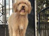 En. Nadir Irk Amerikan Gen Özel Goldendoodle