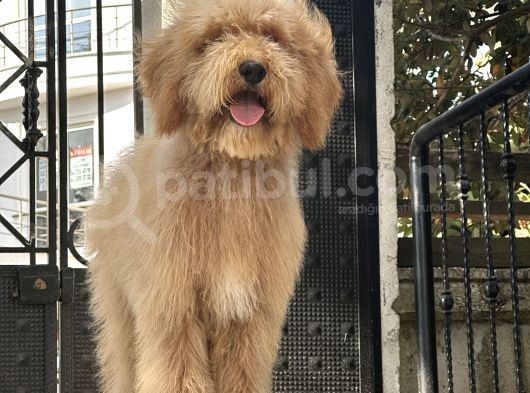 En. Nadir Irk Amerikan Gen Özel Goldendoodle görsel