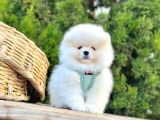Ayıcık Surat Boo Pomeranian Yavrular