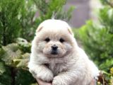 Baby Face Chow Chow Bebekler
