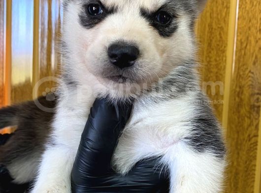 Burkem Den Husky Yavrularımız görsel