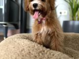 Medium Particolour Australian Labradoodle