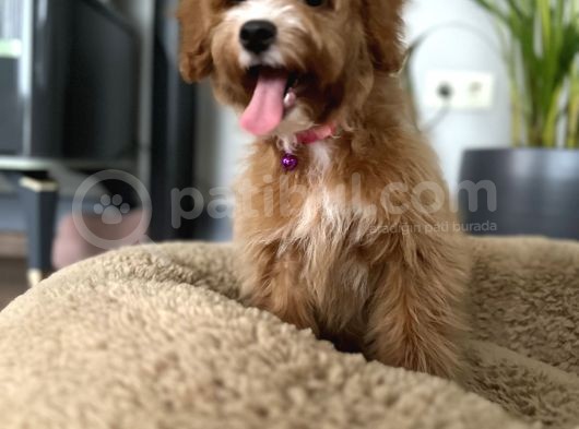 Medium Particolour Australian Labradoodle görsel