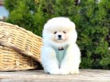 Ayıcık Surat Boo Pomeranian Yavrular