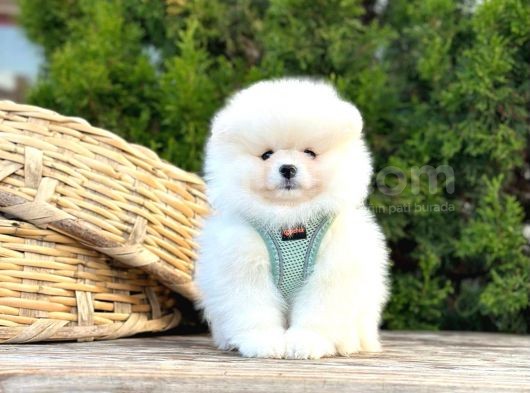 Ayıcık Surat Boo Pomeranian Yavrular görsel