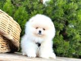 Süper Kali̇te Pomerani̇an Boo Yavrularimiz Gelmi̇şti̇r