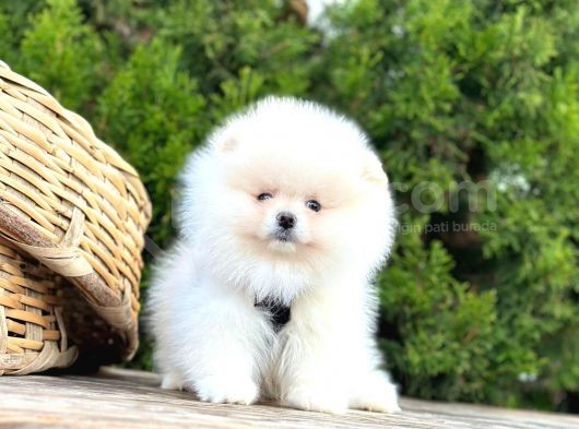Süper Kali̇te Pomerani̇an Boo Yavrularimiz Gelmi̇şti̇r görsel