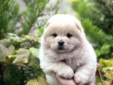 Baby Face Chow Chow Bebekler