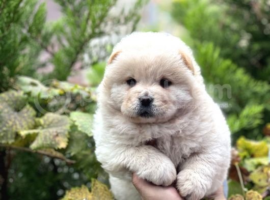 Baby Face Chow Chow Bebekler görsel
