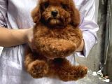 Red Brown Toy Poodle Anne Baba Secereli A Kalite