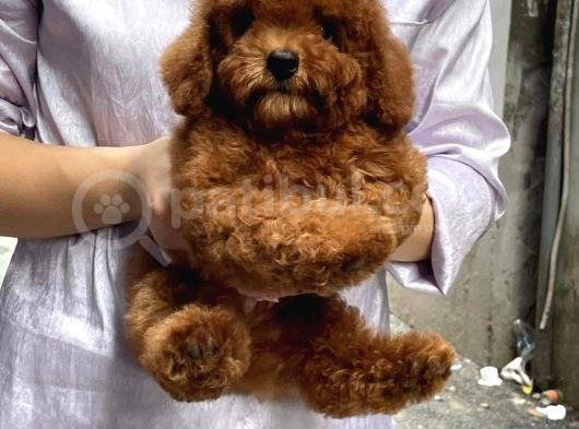Red Brown Toy Poodle Anne Baba Secereli A Kalite