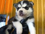 Burkem Den Husky Yavrularımız