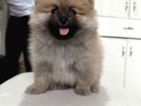 Anne Baba Secereli Boo Pomeranian Irk Garantili