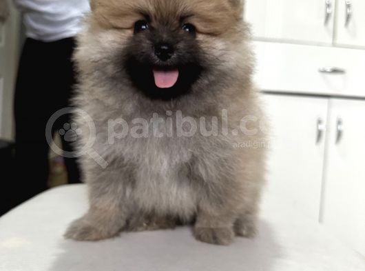 Anne Baba Secereli Boo Pomeranian Irk Garantili görsel