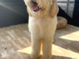 Dev Poodle Hypoallerjenik Yavrular