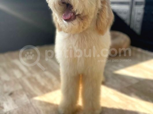 Dev Poodle Hypoallerjenik Yavrular görsel